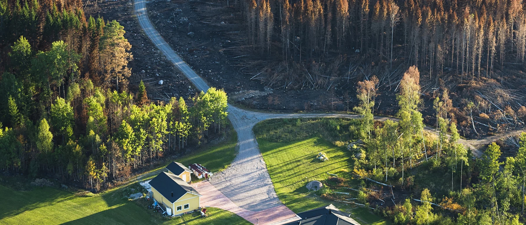 Brown trees on blackened soil fill the top half, bright green trees and grass with light yellow houses and buildings at the bottom, divided by a road and intersection.