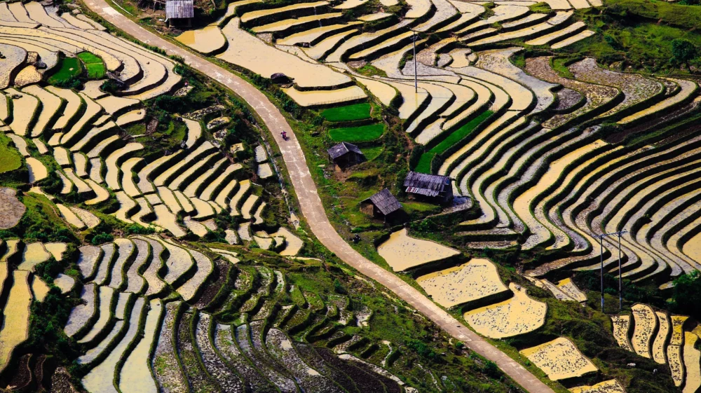 Aerial view of green and tan rice paddies, bisected by a road and dotted with some dark brown wooden structures
