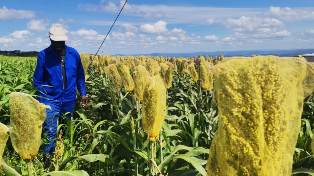 A man walking through a sorghum field on a sunny day against a blue sky with sparse white clouds