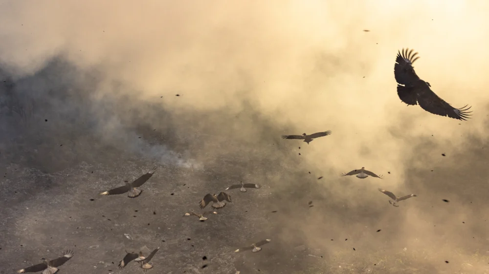 Birds fly above burning waste at the municipal landfill in Teófilo Otoni. Minas Gerais State, Brazil. July 27 2025.