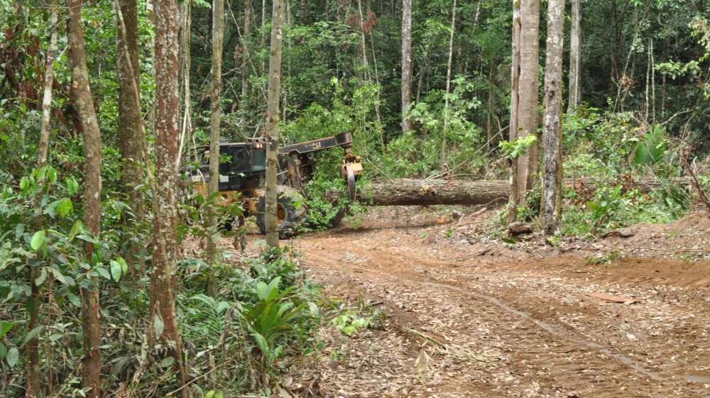 A skidder extracts a logged tree from the Jari region, in northern Pará, illustrating within-forest disturbance caused by selective logging.