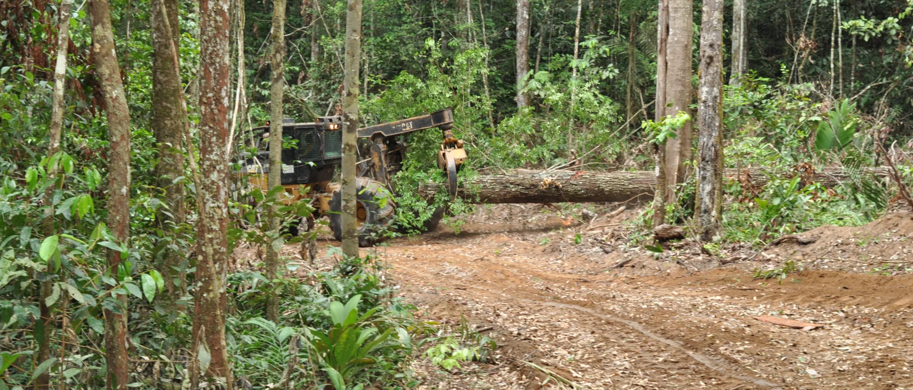 A skidder extracts a logged tree from the Jari region, in northern Pará, illustrating within-forest disturbance caused by selective logging.
