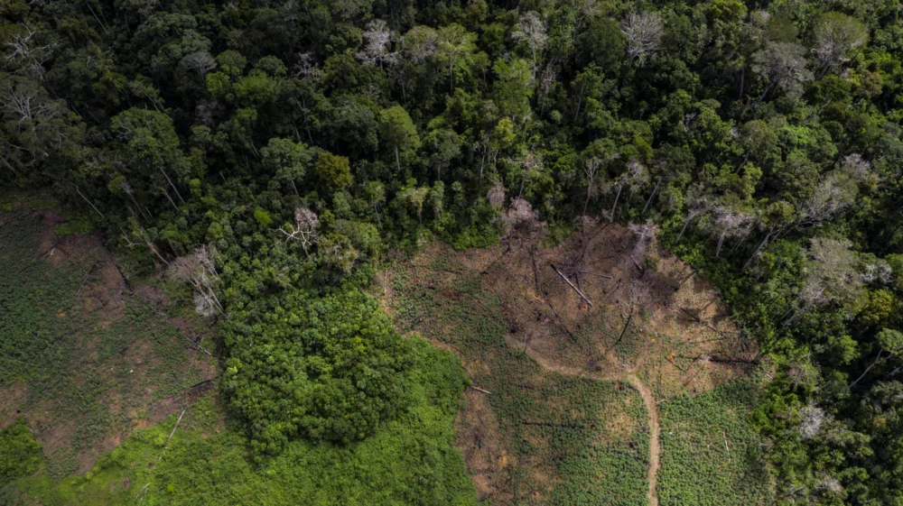 Forest landscape in the Tapajós National Forest in the state of Pará, Brazil.