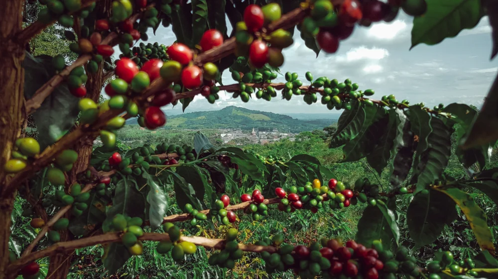 Coffee plantations in Colombia in harvest months.