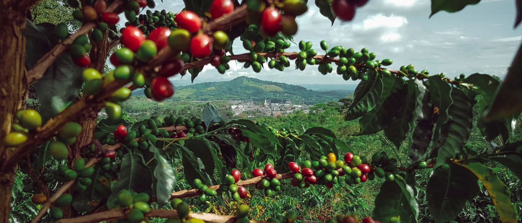 Coffee plantations in Colombia in harvest months.