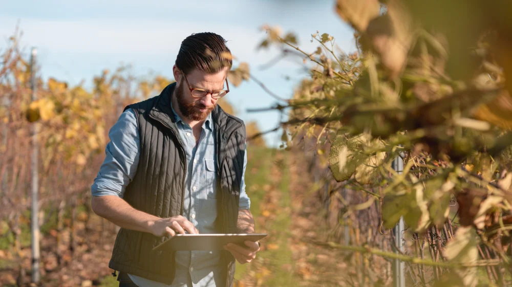 Man working on a small vineyard with his tablet