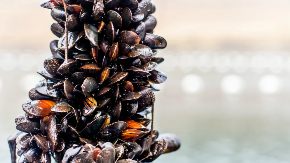 Black mussels grow vertically on a rope on a mussel farm.