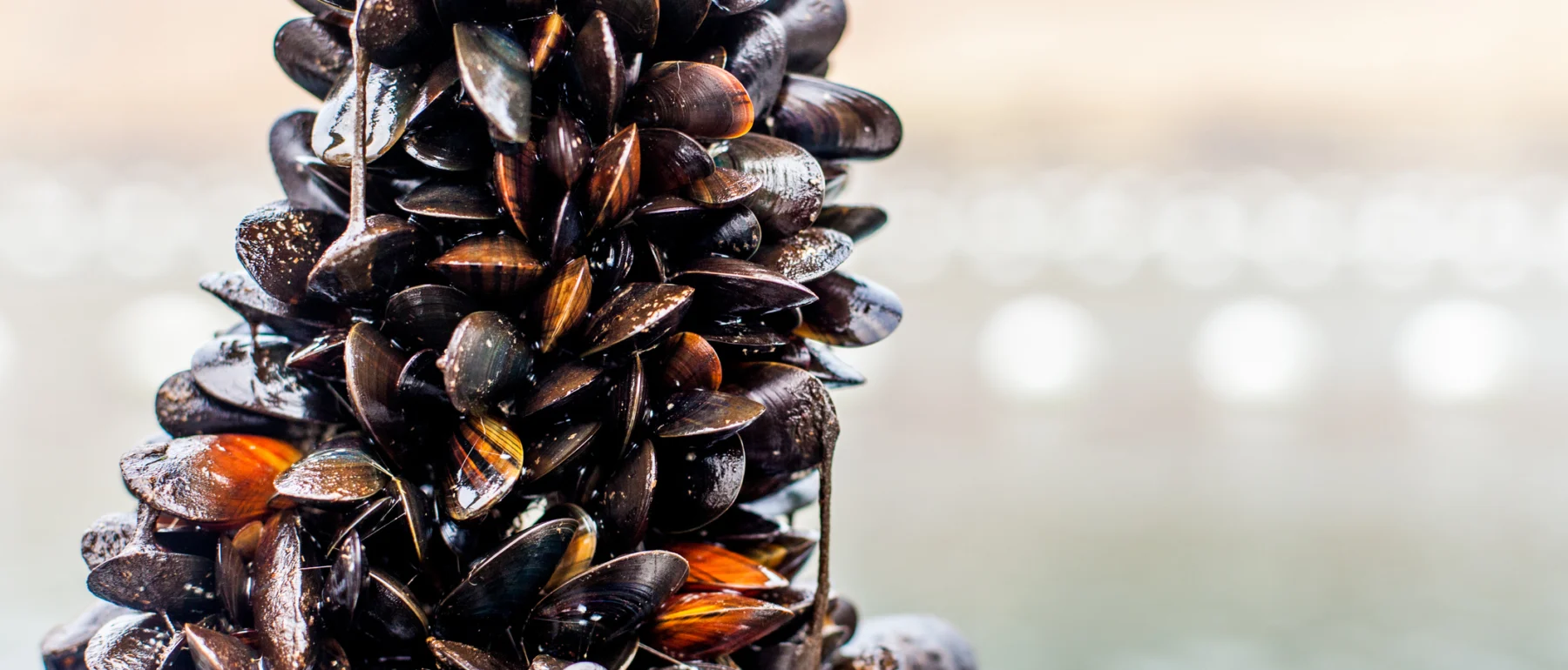 Black mussels grow vertically on a rope on a mussel farm.