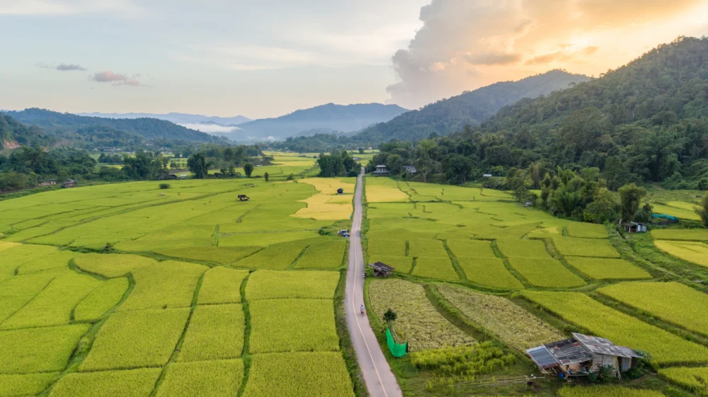 Aerial view of green rice fields and rural road at sunset in Thailand