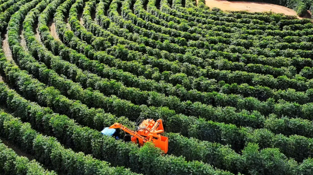 Coffee plantation in Minas Gerais, Brazil.