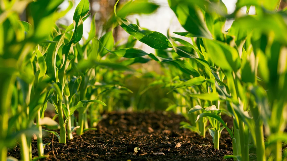 Plants in soil