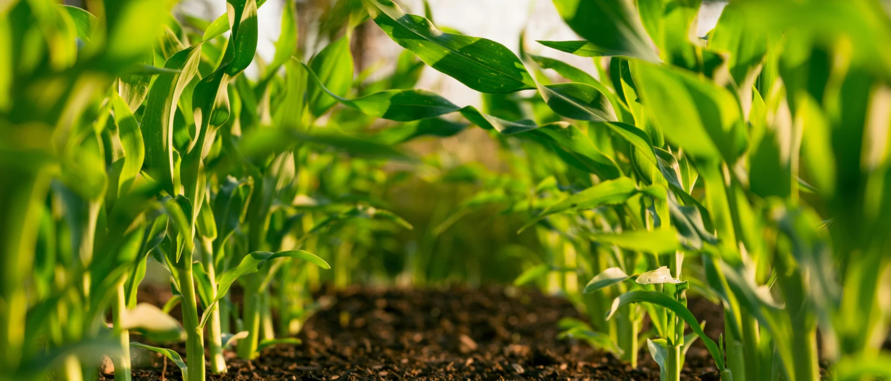 Plants in soil