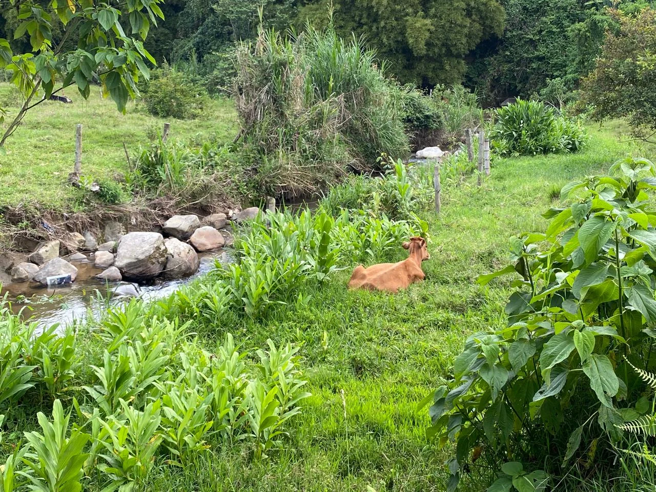 A light brown cow resting in green grass by a small stream where rocks can be seen on the other side of the shore
