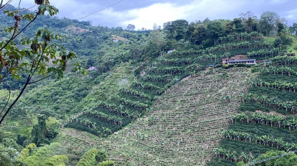 Coffee fields on the slope of a hill on a bright but cloudy day