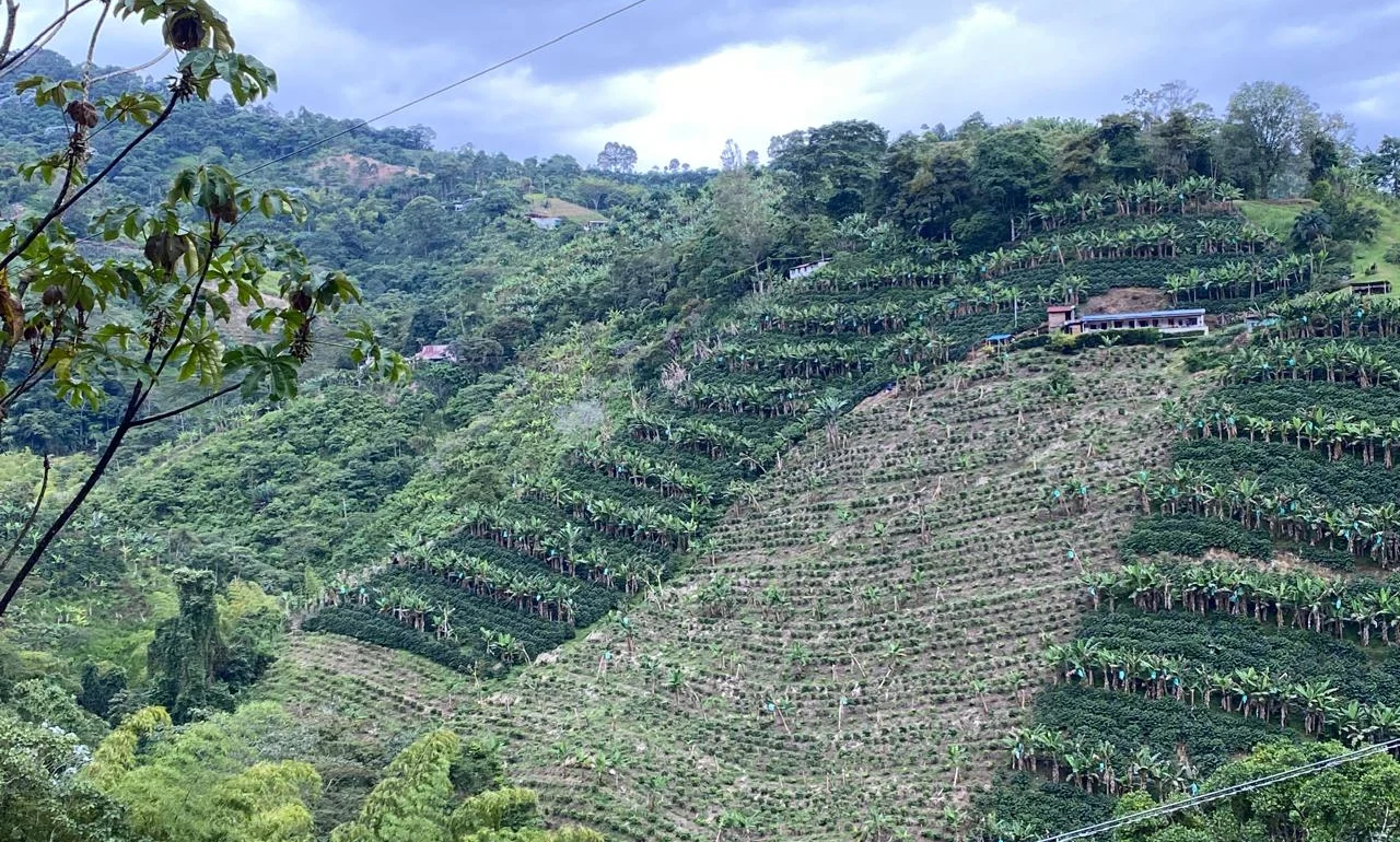 Coffee fields on the slope of a hill on a bright but cloudy day