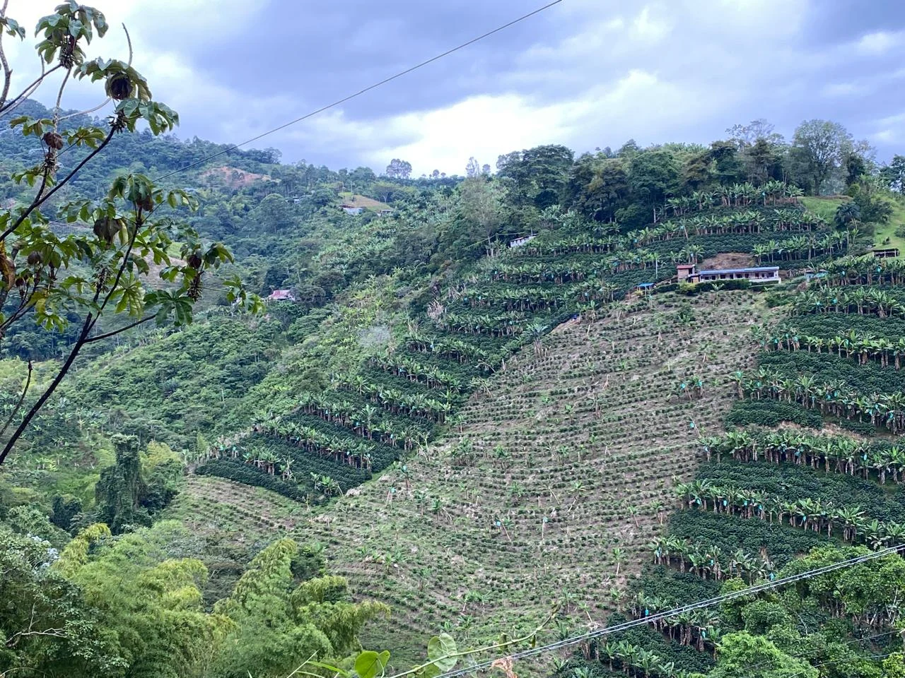Coffee fields on the slope of a hill on a bright but cloudy day