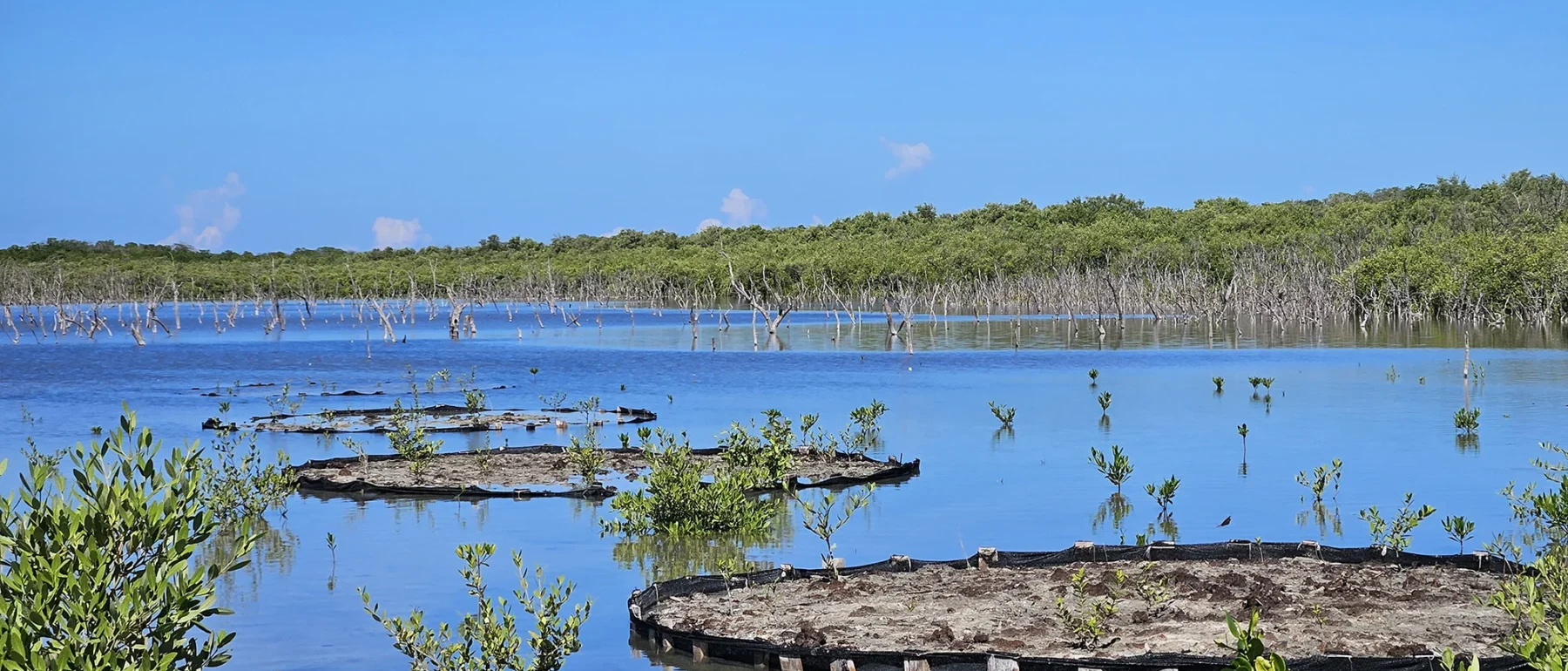 Mangrove restoration in Montecristi, Dominican Republic