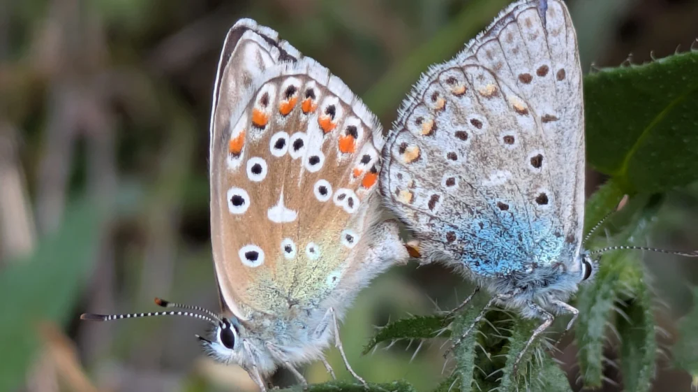Two moths, with black spots on white wings shaded orange and blue, mating while perched on a spiny plant.