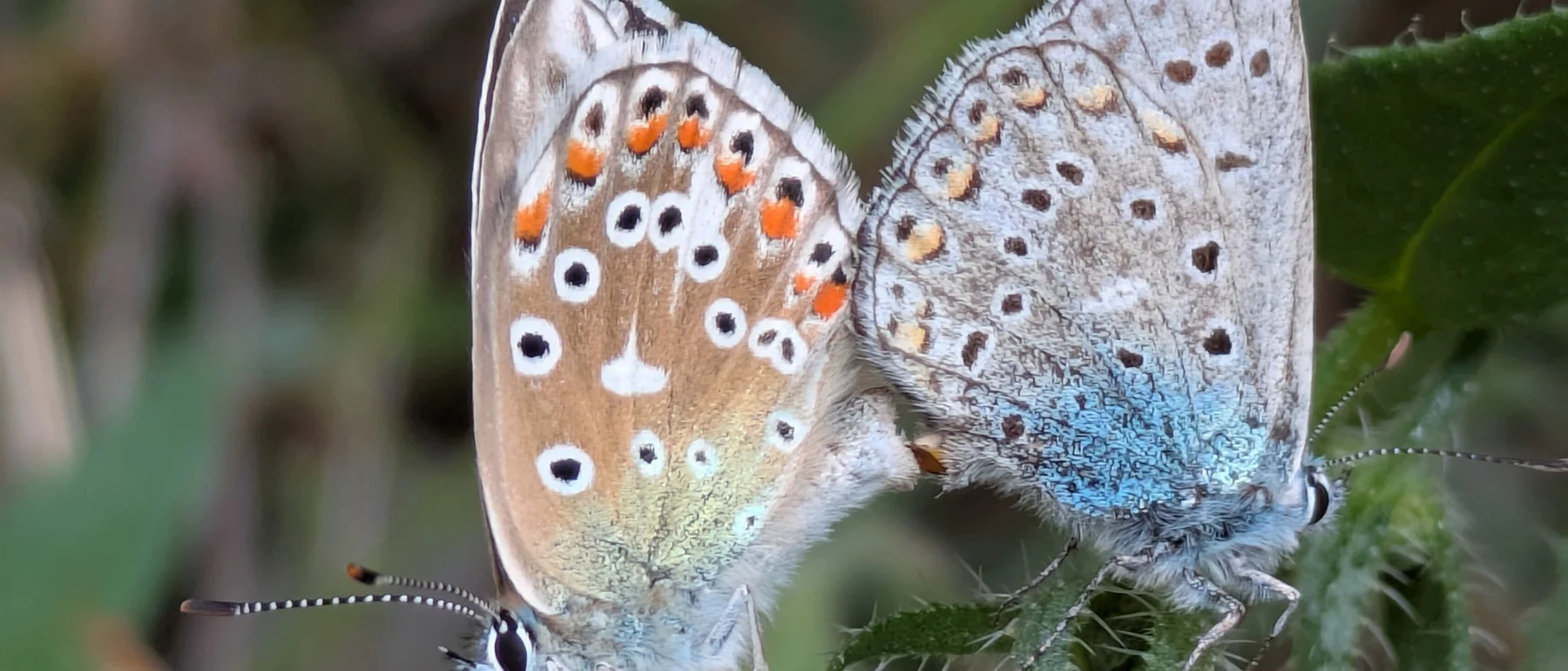 Two moths, with black spots on white wings shaded orange and blue, mating while perched on a spiny plant.