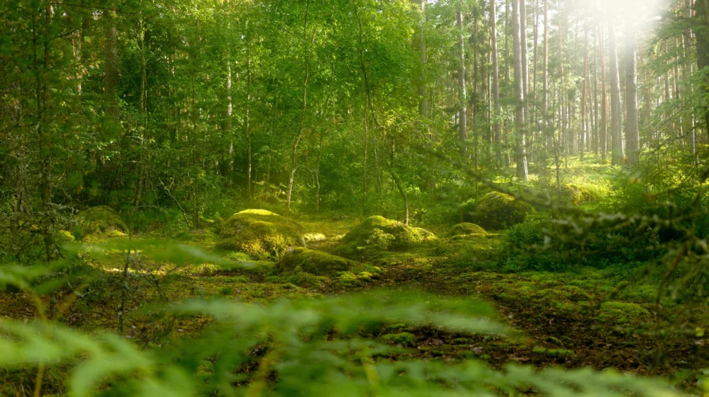 Ground level view of sunlight coming in through tall trees illuminating foggy mossy rocks on the forest floor