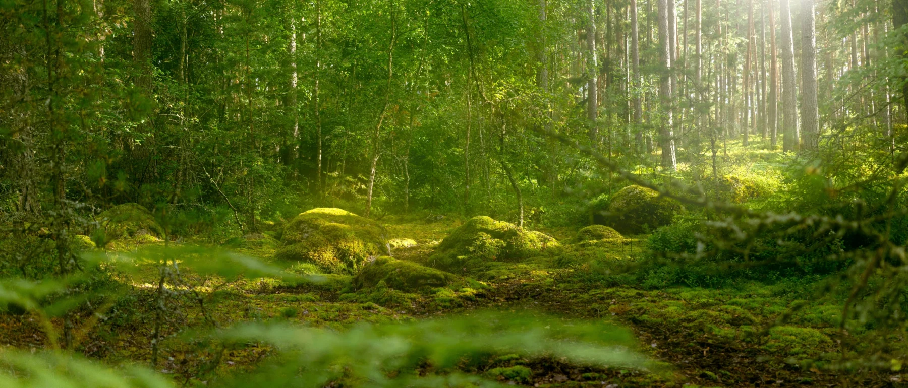 Ground level view of sunlight coming in through tall trees illuminating foggy mossy rocks on the forest floor