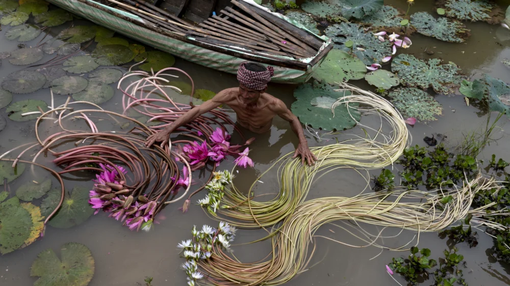 Man wading in a pond, harvesting water lily stems among lily pads and pink flowers