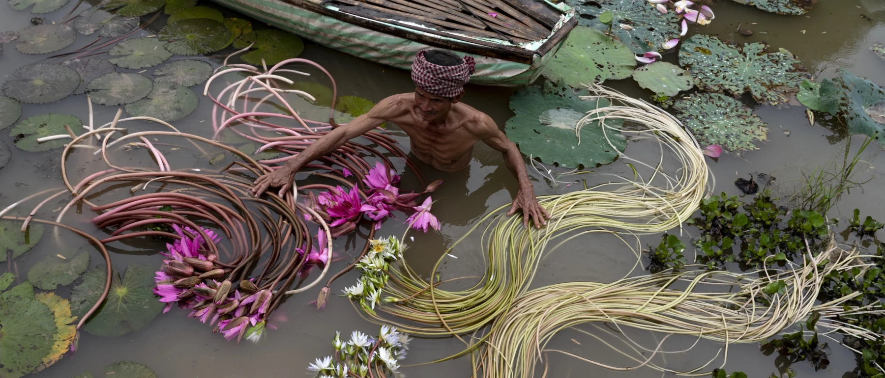 Man wading in a pond, harvesting water lily stems among lily pads and pink flowers