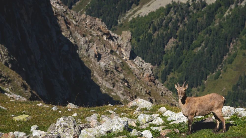Alpine Capra Ibex Looking Standing On The High Rocks Stone In Dombay Mountains, North Caucasus