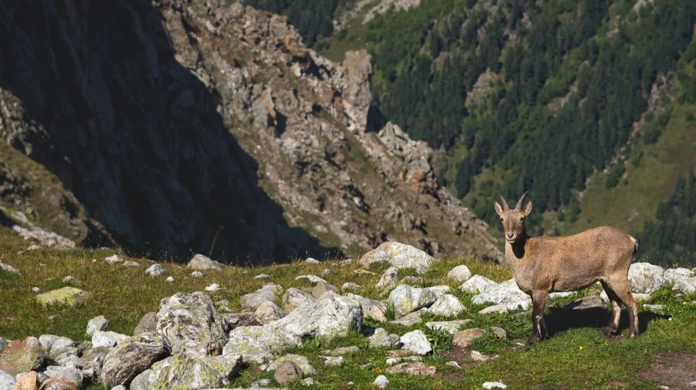 Alpine Capra Ibex Looking Standing On The High Rocks Stone In Dombay Mountains, North Caucasus