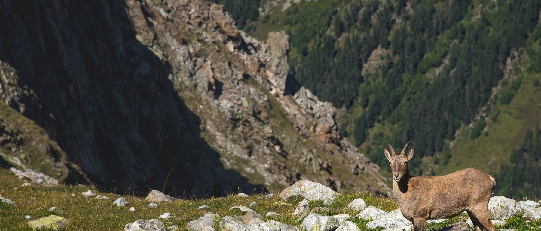 Alpine Capra Ibex Looking Standing On The High Rocks Stone In Dombay Mountains, North Caucasus
