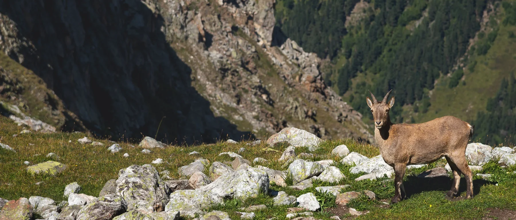 Alpine Capra Ibex Looking Standing On The High Rocks Stone In Dombay Mountains, North Caucasus