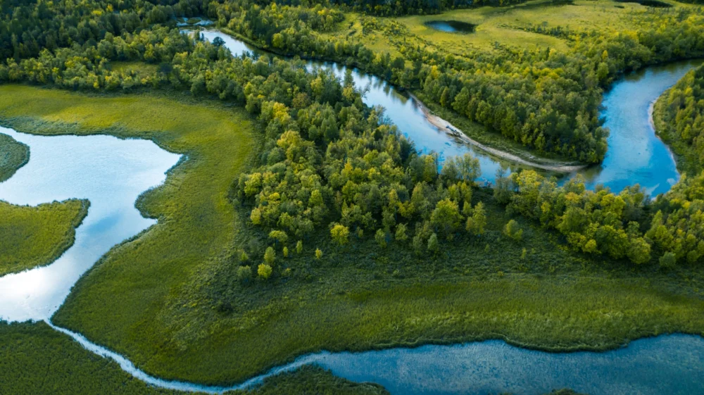 Aerial view of lush green trees and wetlands with bands of clear blue water meandering through the vegetation