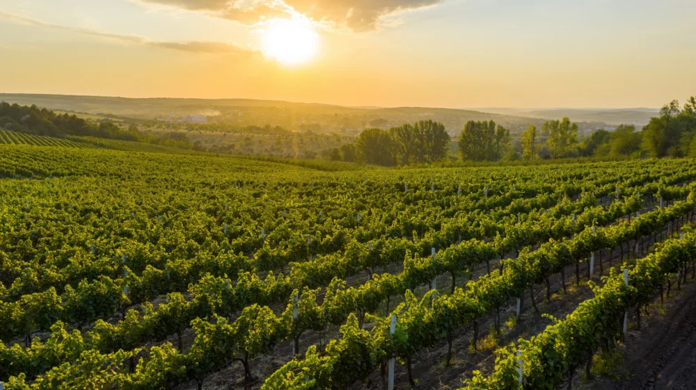 Sunset over green hills cocered by growing vine rows, Cricova, Moldova