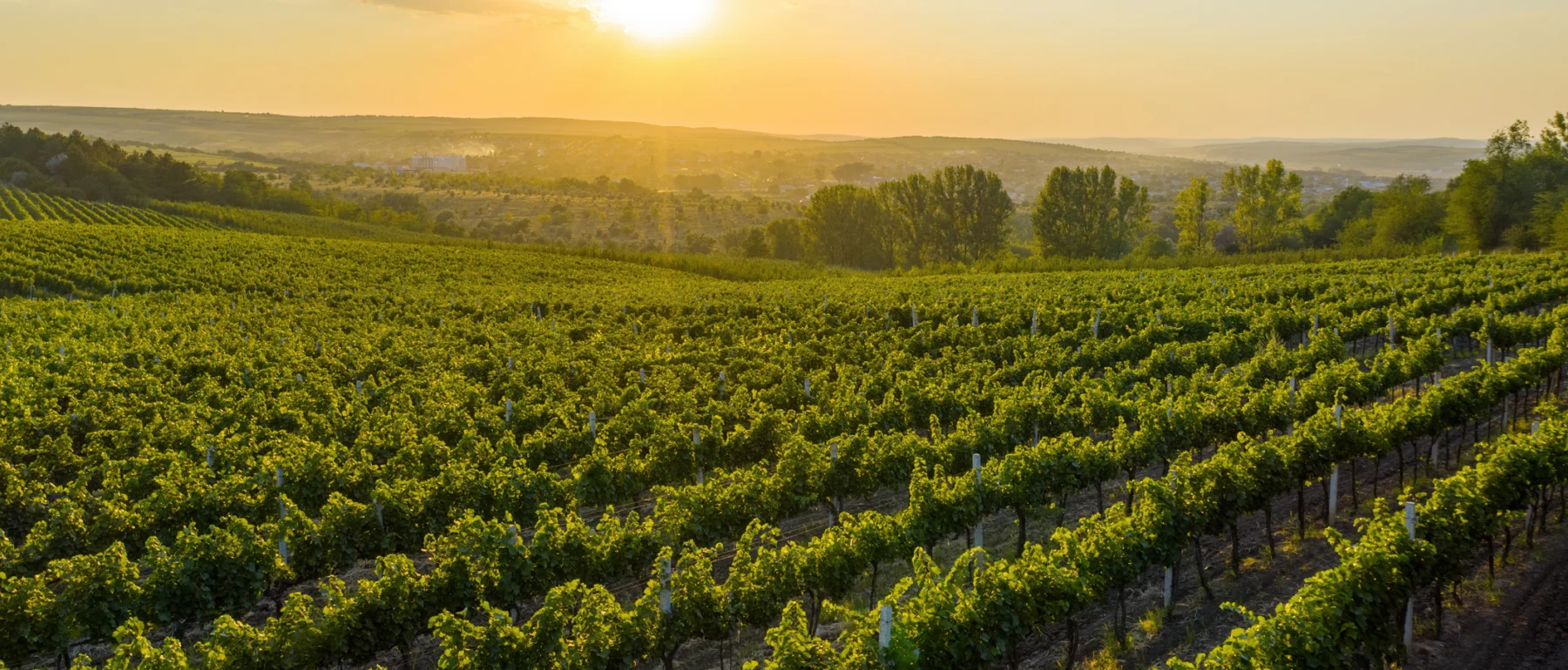 Sunset over green hills cocered by growing vine rows, Cricova, Moldova