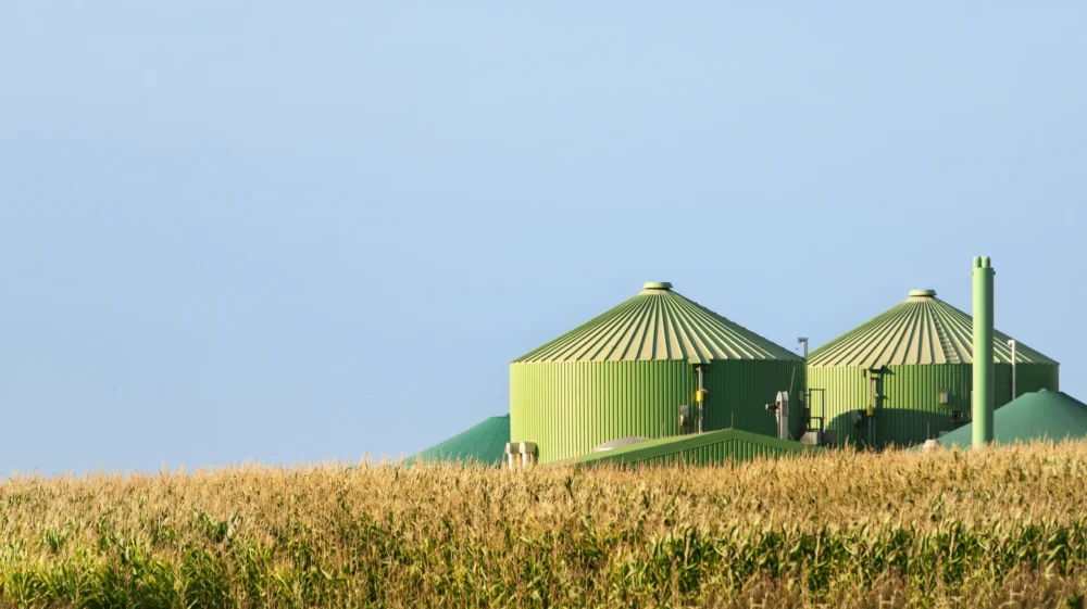 Green biogas digester tanks rising behind a field of tall maize.