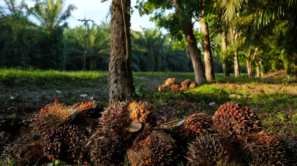 Freshly harvested palm fruits at a palm oil plantation in Luwu Timur, Indonesia.