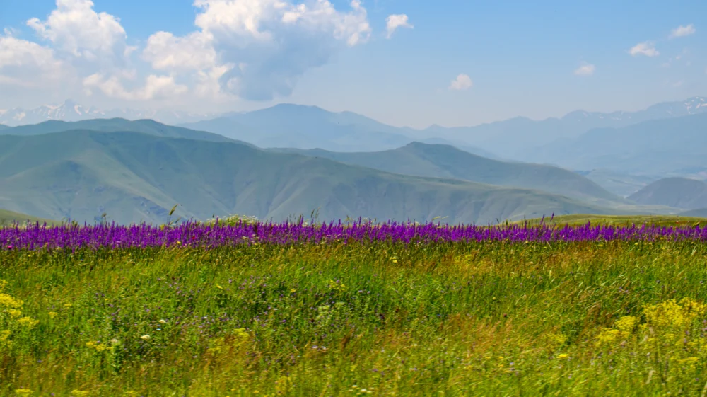 Vibrant purple wildflowers bloom in sunlit meadow. Green grasses sway beside bright yellow blooms. Mountain range stretches into hazy blue distance