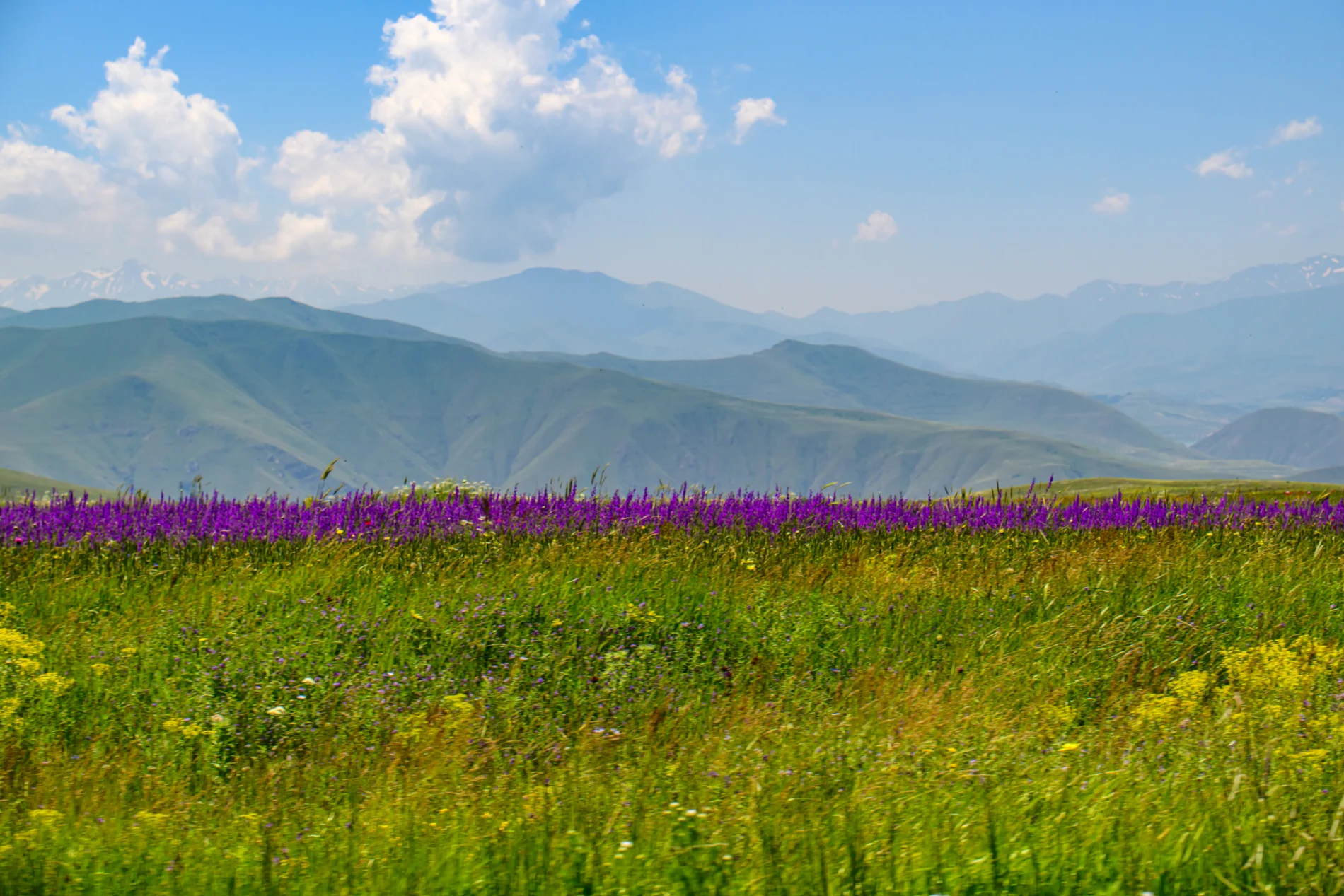 Vibrant purple wildflowers bloom in sunlit meadow. Green grasses sway beside bright yellow blooms. Mountain range stretches into hazy blue distance