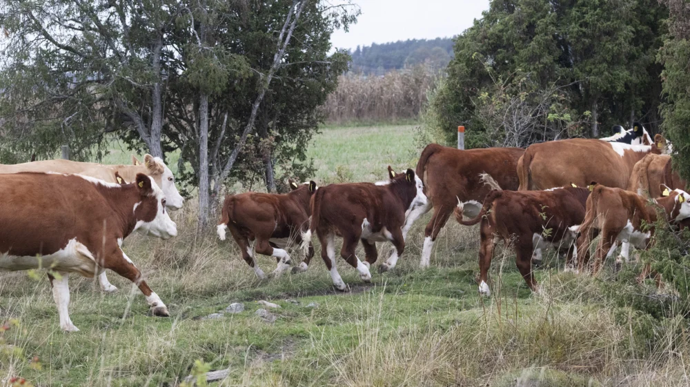 A group of red and white cows with calves running away through the juniper trees.