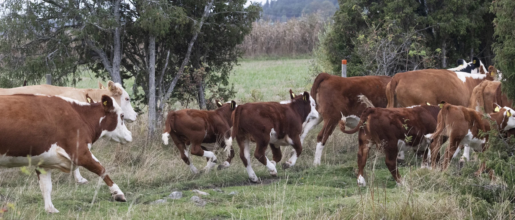A group of red and white cows with calves running away through the juniper trees.