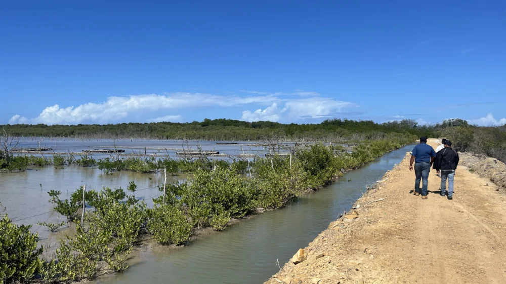 Channels contribute to the rehabilitation of mangroves in Montecristi, Dominican Republic.