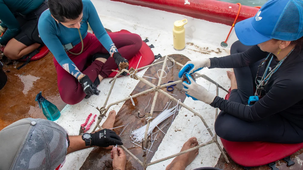Preparing to deploy a coral reef star in Varadero, Colombia.