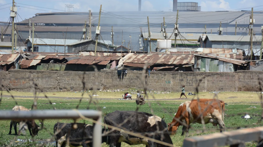 Landscape view of an informal settlement - Mukuru - in Nairobi, Kenya. Cattle graze in the foreground, in the middle distance there are corrugated iron buildings and multiple telegraph poles standing between. A factory dominates the background, with smoke spreading across the dwellings in front of it.