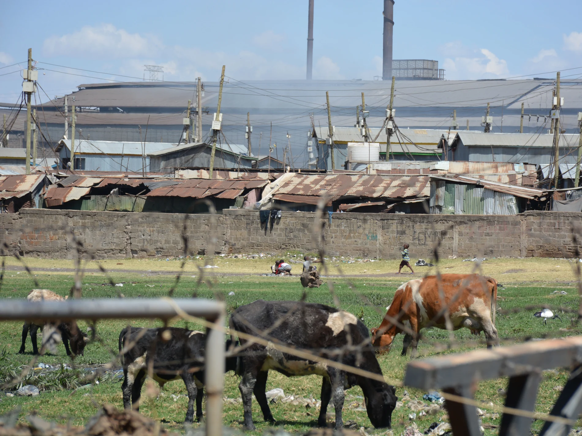 Landscape view of an informal settlement - Mukuru - in Nairobi, Kenya. Cattle graze in the foreground, in the middle distance there are corrugated iron buildings and multiple telegraph poles standing between. A factory dominates the background, with smoke spreading across the dwellings in front of it.