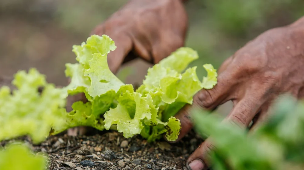 Hands planting a young lettuce seedling in dark soil.