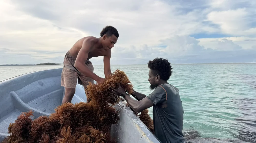 Farmers harvesting eight-week-old seaweed
