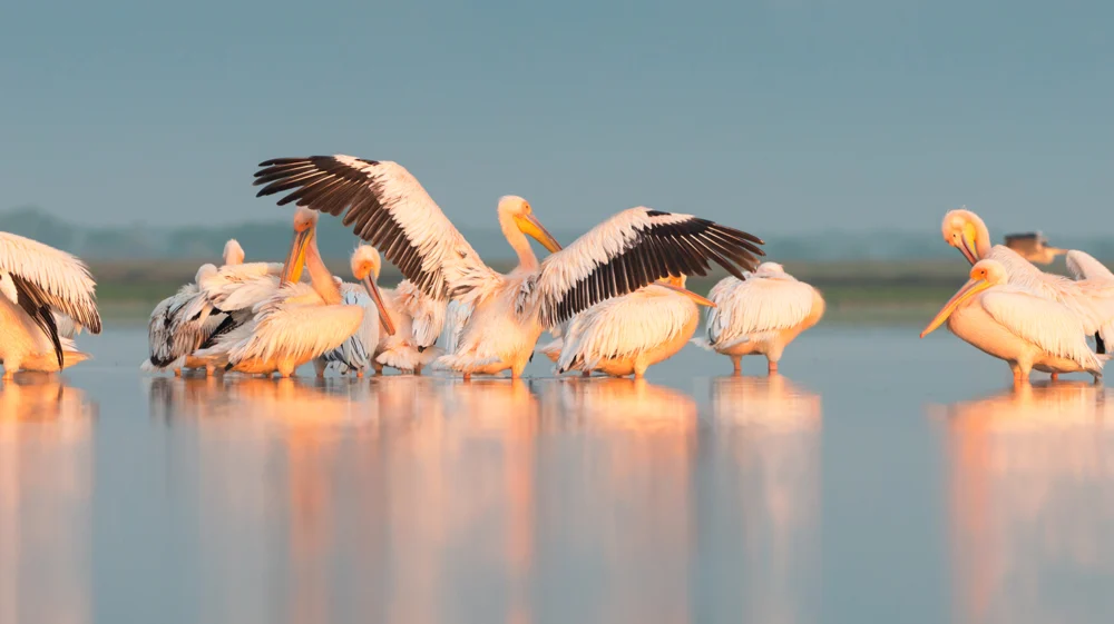 Pelicans in water