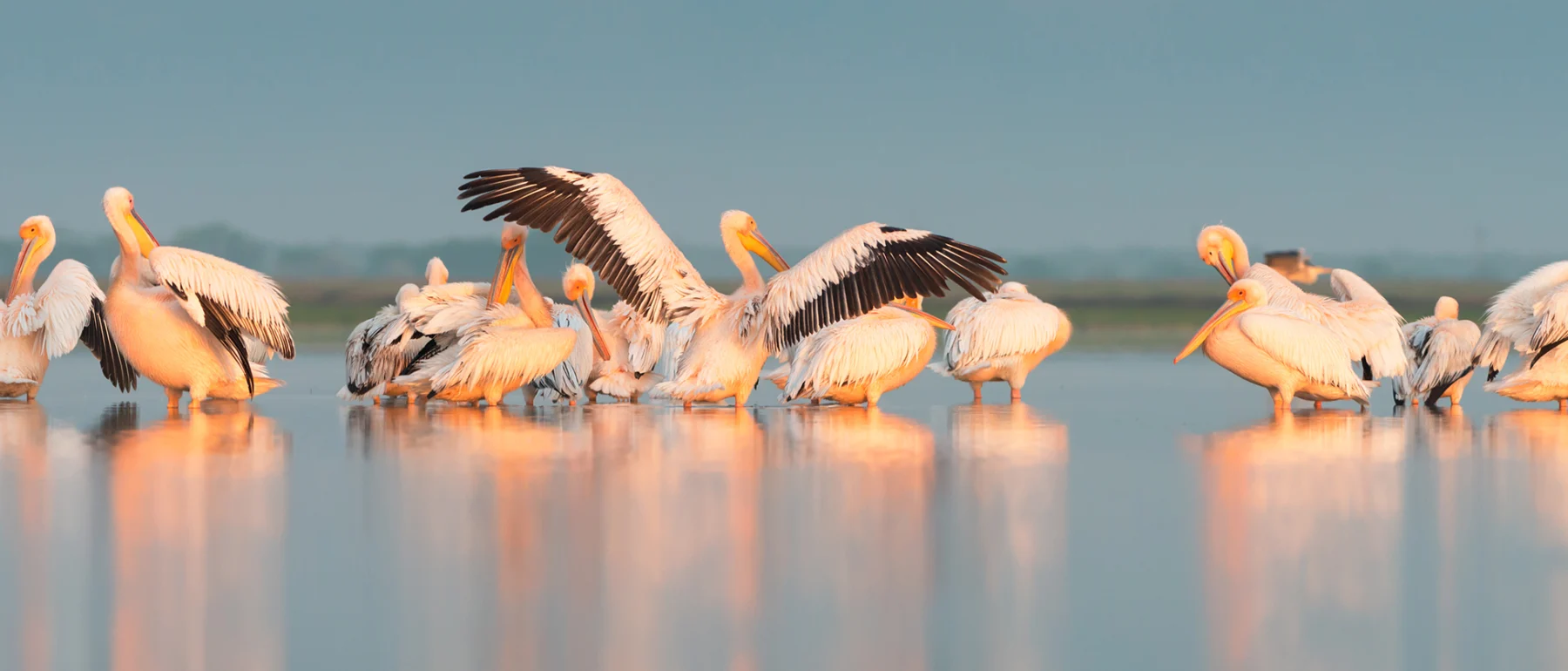 Pelicans in water